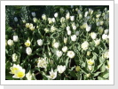 An vielen Stellen Papenburg´s blühen im Frühjahr Osterblumen und Tulpen. An vielen Stellen Papenburg´s blühen im Frühjahr Osterblumen und Tulpen.